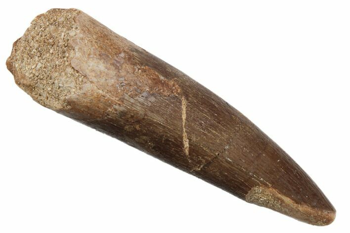 1.98" Fossil Plesiosaur (Zarafasaura) Tooth - Morocco